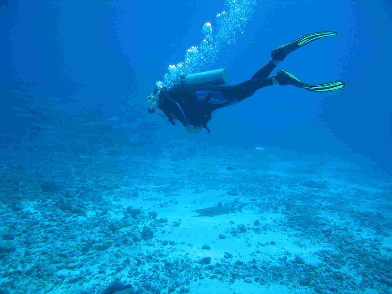 Diver with Reefshark