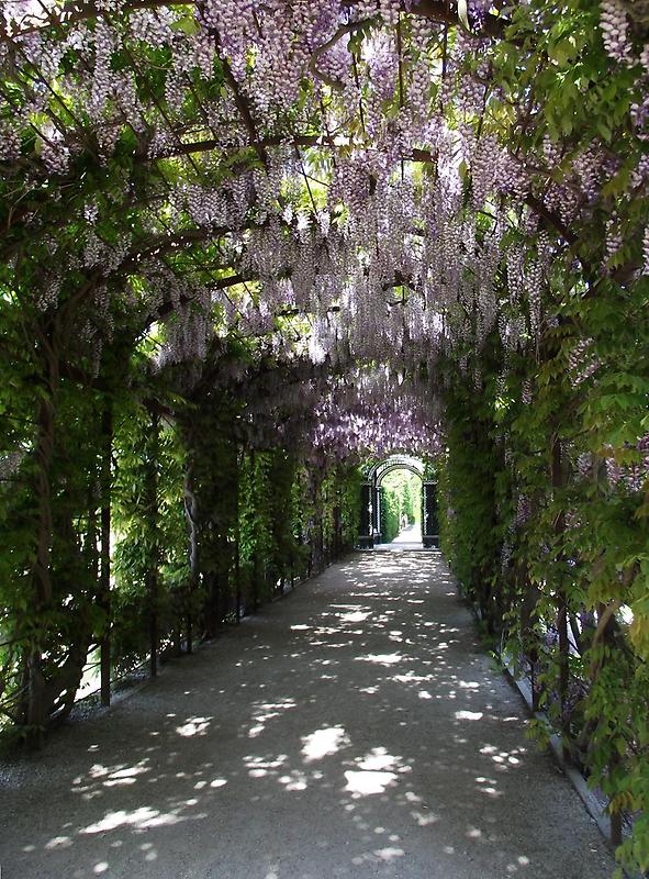 Wisteria Walkway