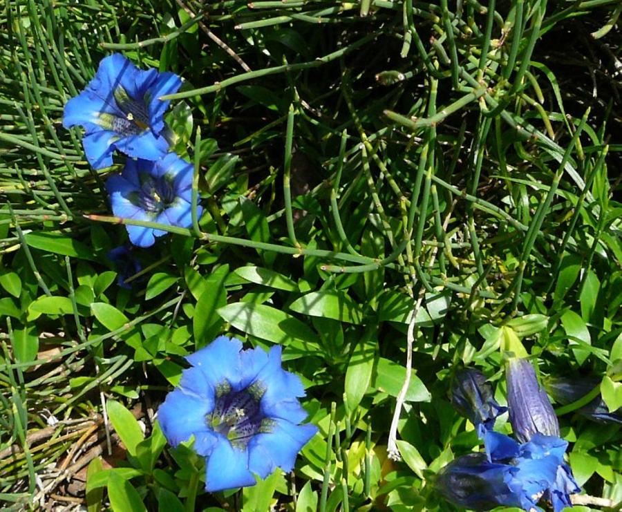 'Enzian', alpine plant