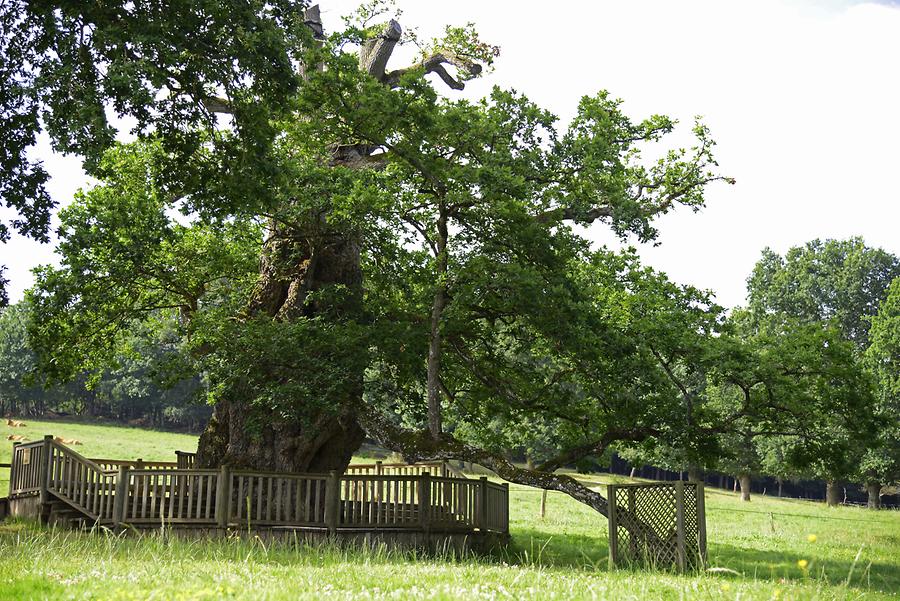 Guillotin's Oak