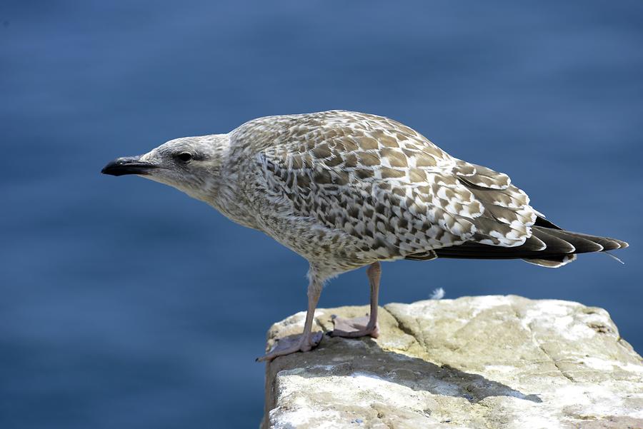 Cap Frehel - Seagull