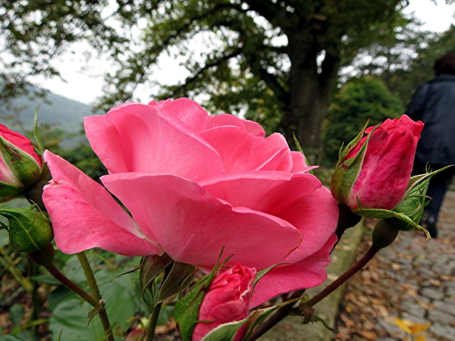 Lorch - Cloister Garden