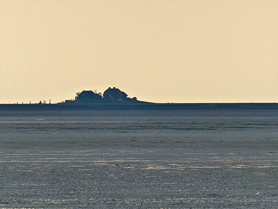 Hallig near Island Pellworm