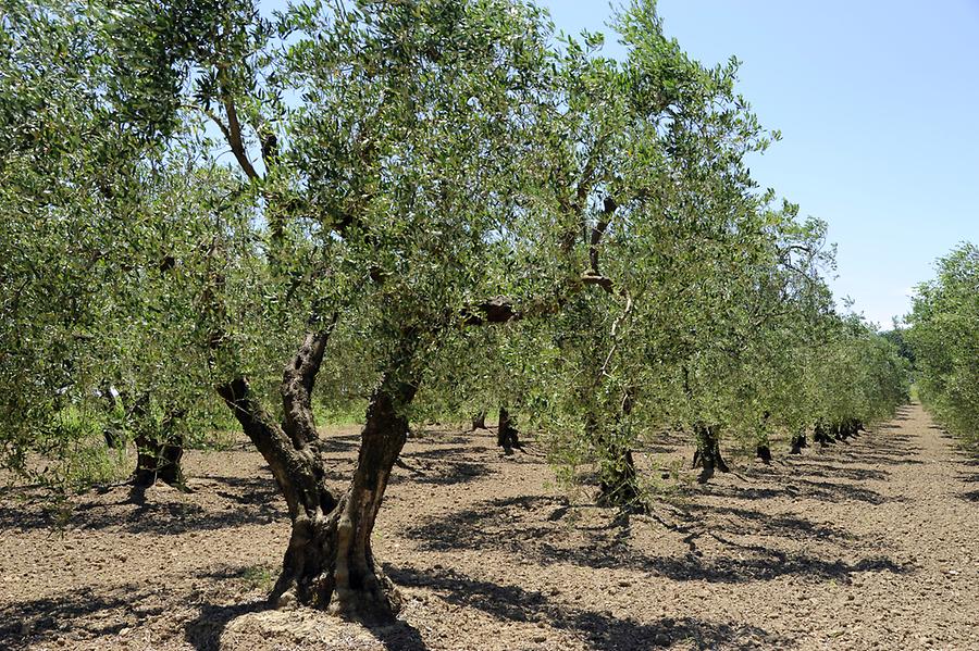 Olive Trees