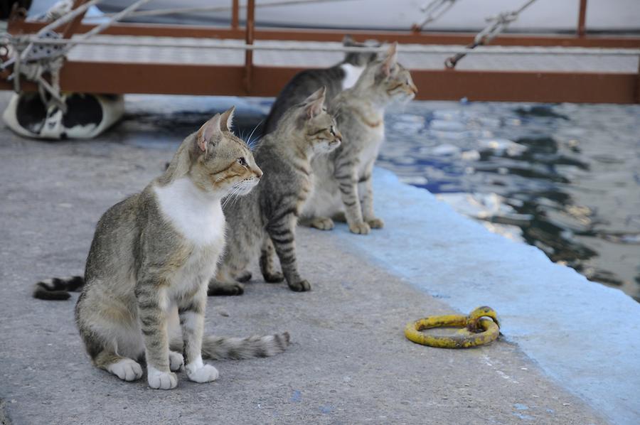 Cats in the harbour of Pythagorio