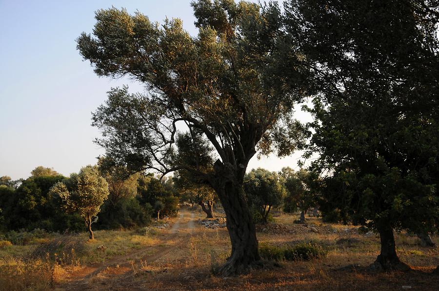 Olive grove