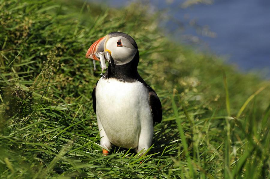 Puffin