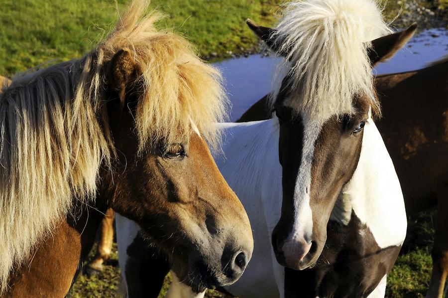 Iceland Horses