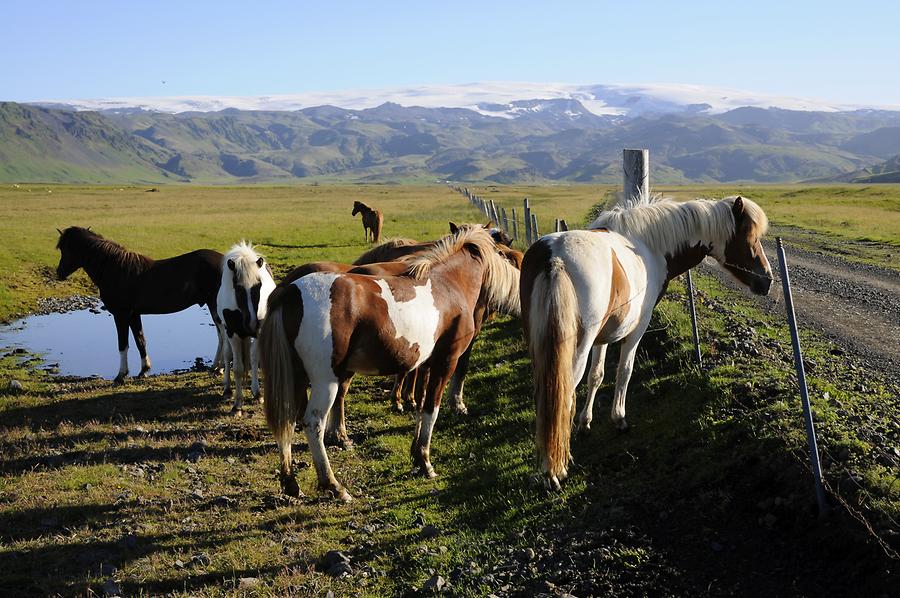 Iceland Horses