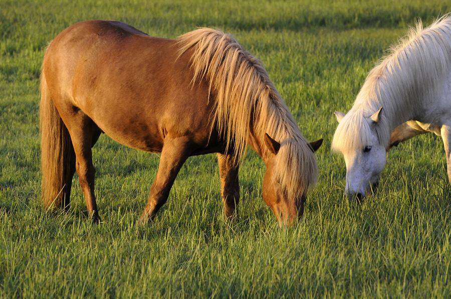 Iceland Horses