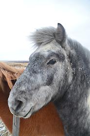 Iceland horse