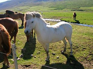 Iceland horses