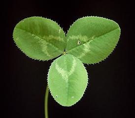 Leaf of Trifolium repens