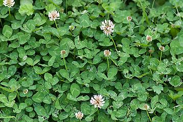 Trifolium repens