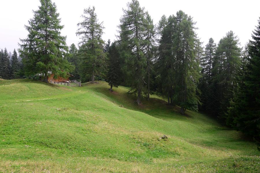 Bletterbach Canyon - Forest