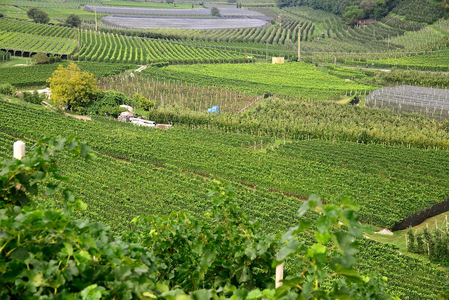 Kaltern - Vineyards