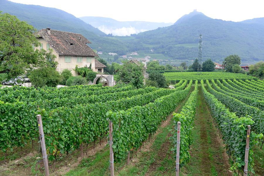 Kaltern - Vineyards