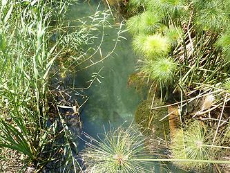 River Ciane near Syracus