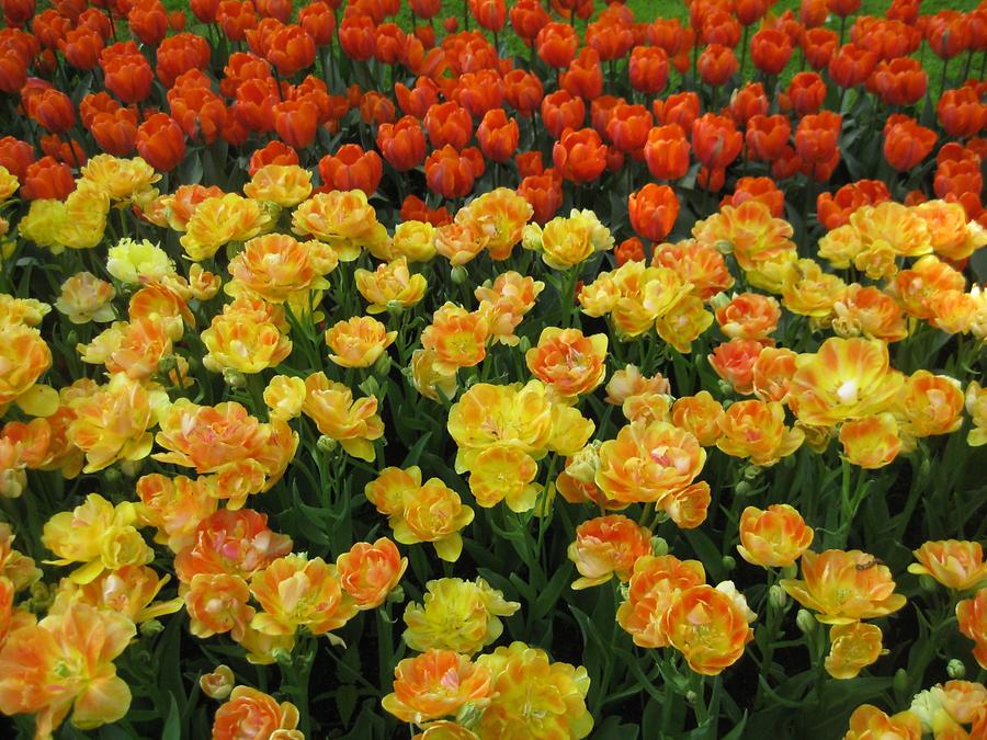 yellow and orange tulips