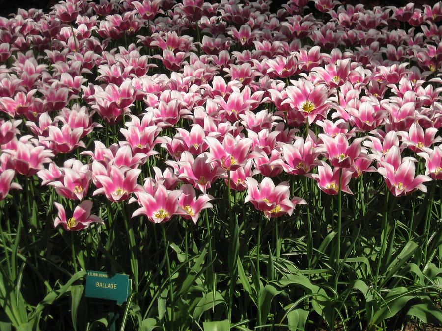 Keukenhof, tulips