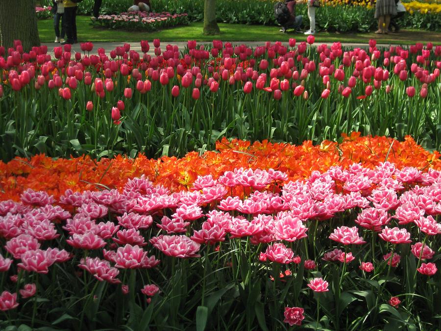 Keukenhof, tulips in red