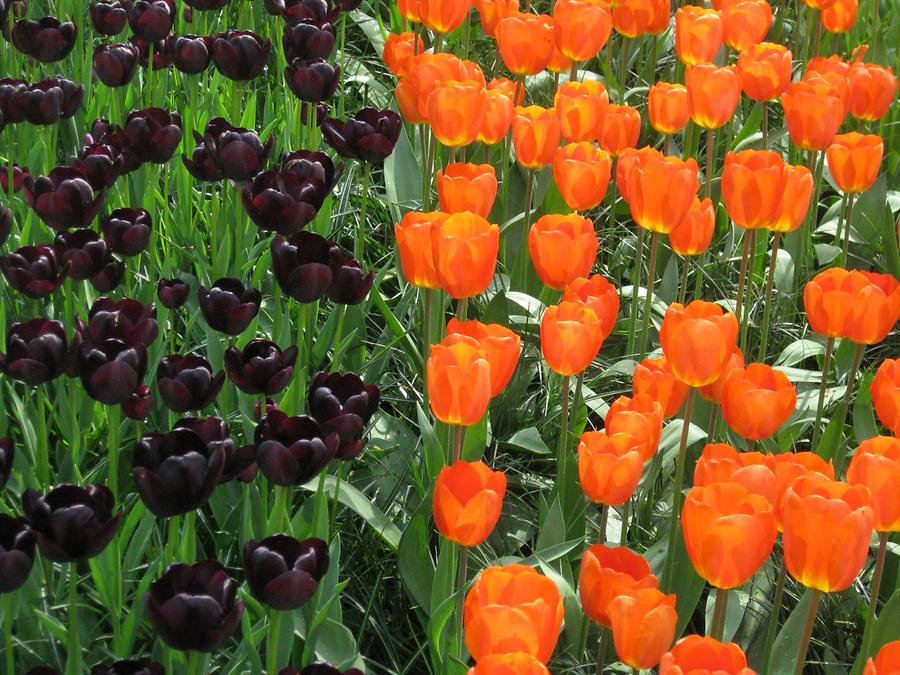 Keukenhof, orange ad dark tulips