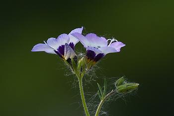 Purple Heather, Foto source: PixaBay 