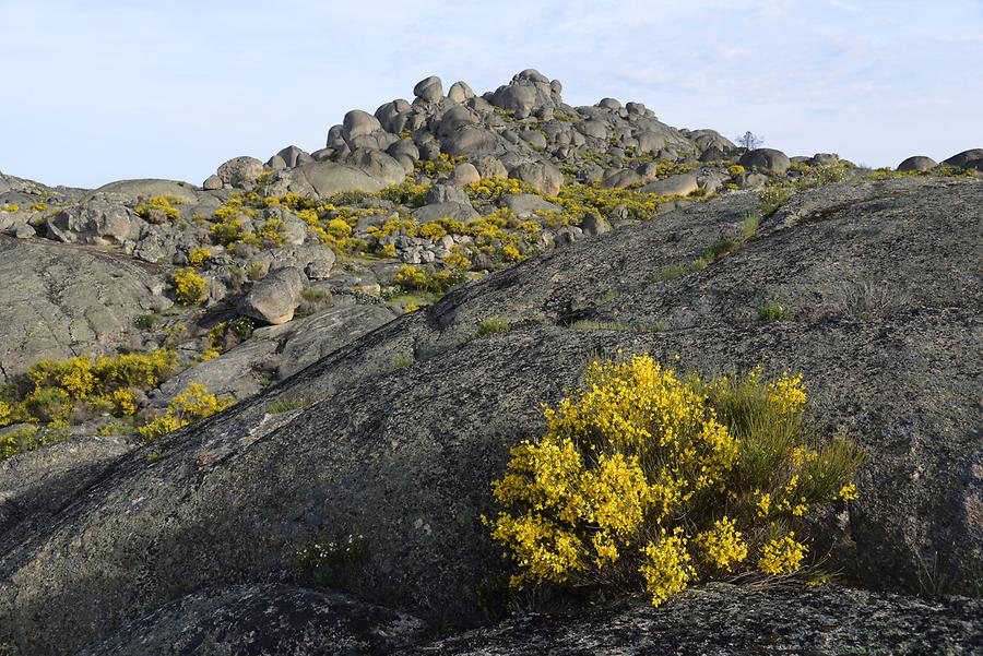 Granite Landscape near Valencia de Alcántara