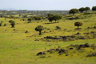 Landscape near Alcántara (2)