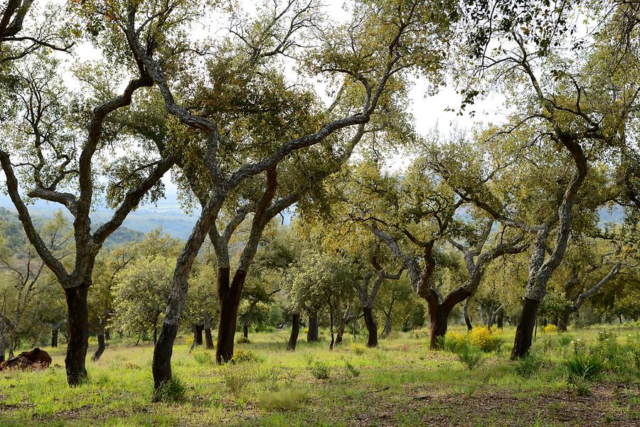 Landscape near Valencia de Alcántara