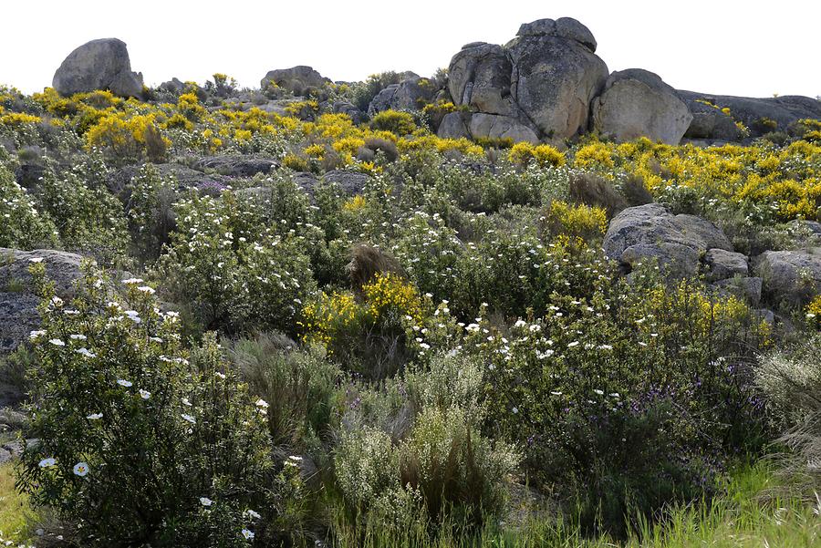 Landscape near Valencia de Alcántara