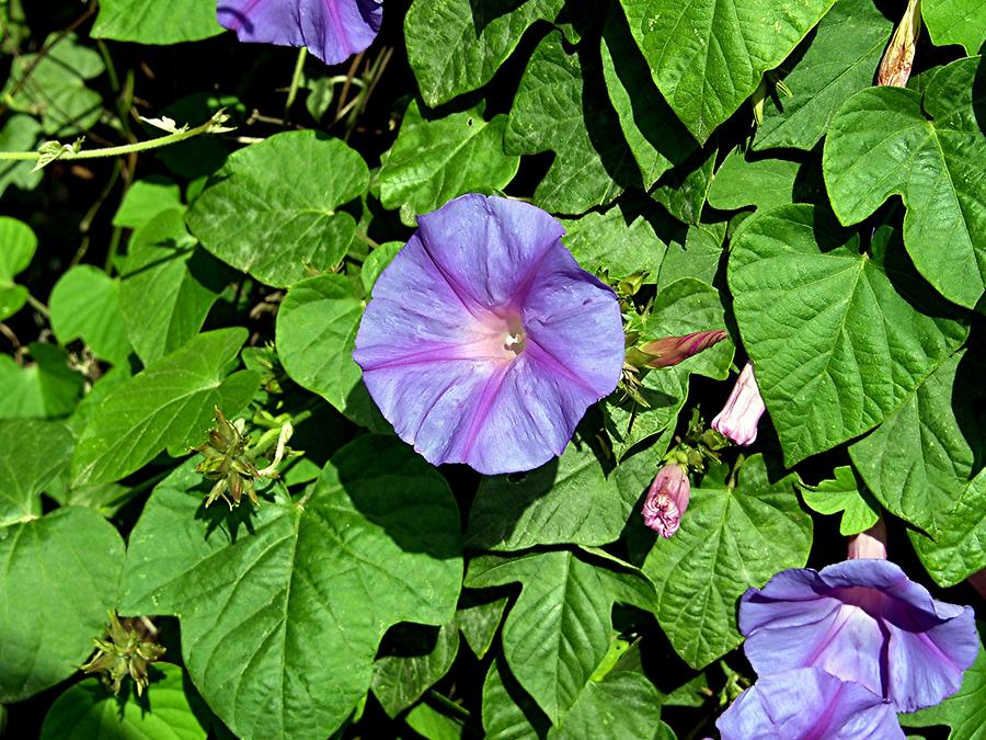 Arcos de la Frontera - Flowers