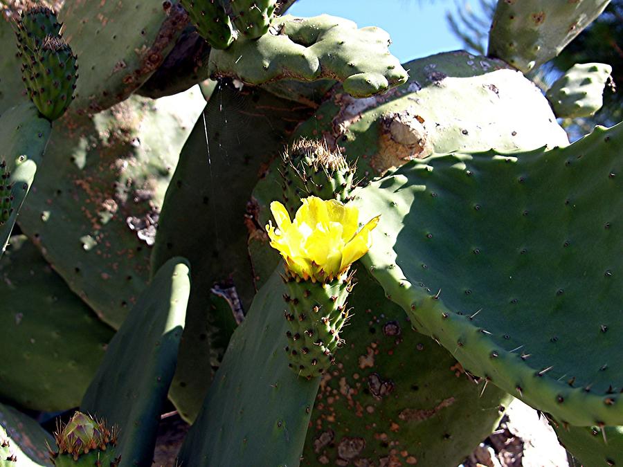 Carmona Roman Necropolis Cactus Flower