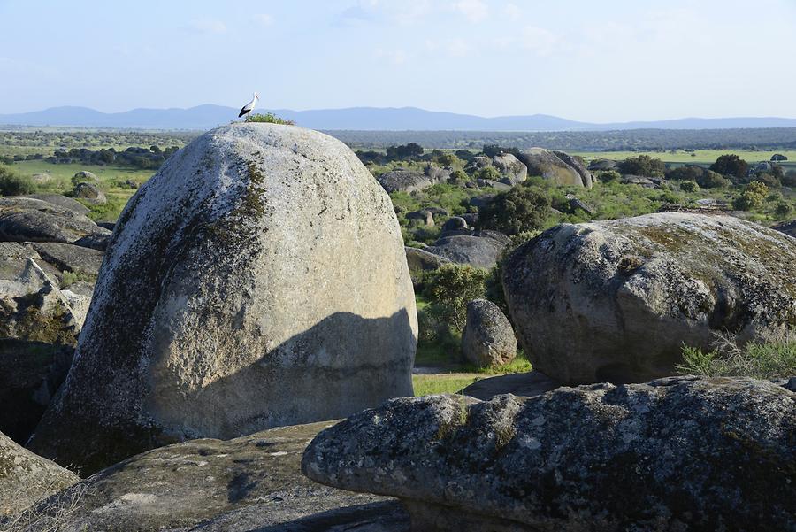 Los Barruecos - Stork's Nests