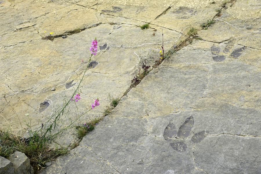 Saurian Tracks Valdecevillo