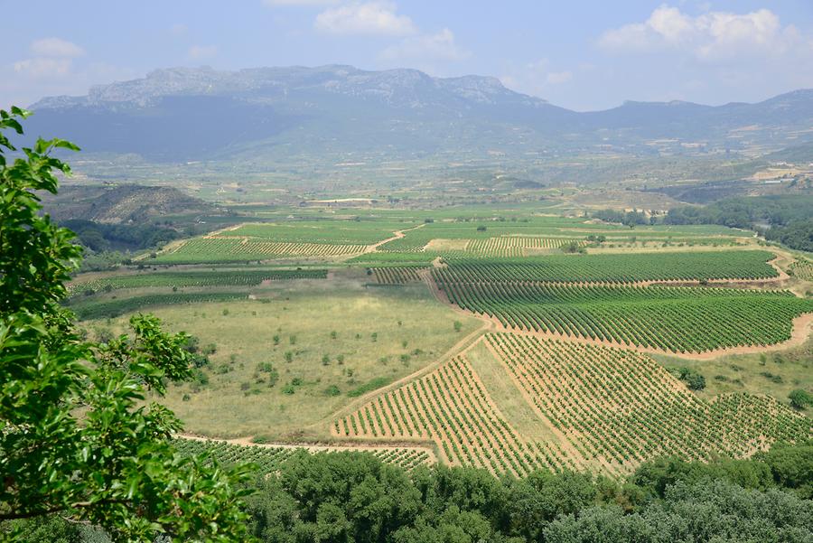 Vineyards near Briones