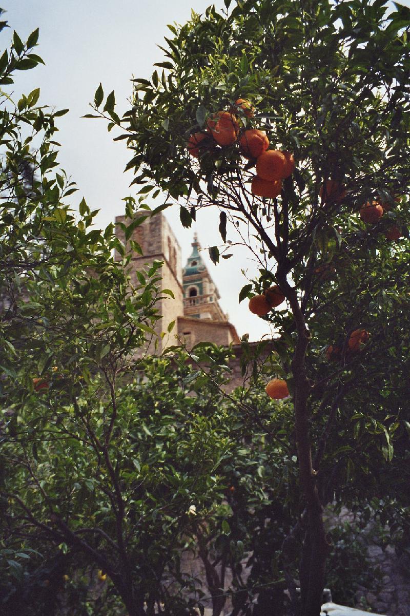 Orange tree in Sóller, April 2007, Photo: H. Maurer