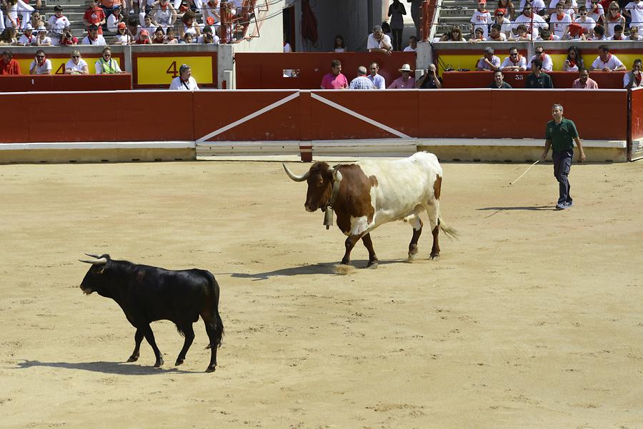 Bullfight light