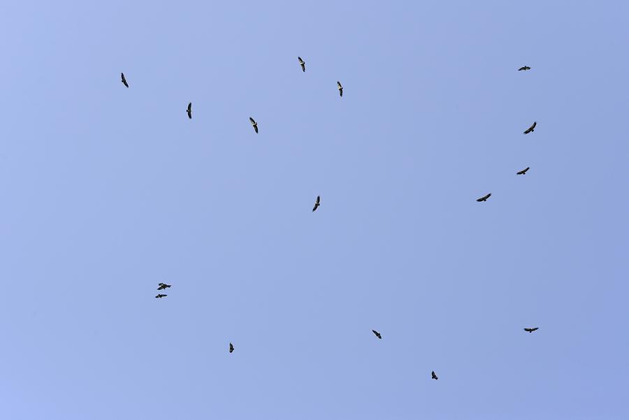 Griffon Vulture Foz de Lumbier