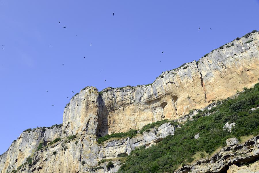 Griffon Vulture Foz de Lumbier