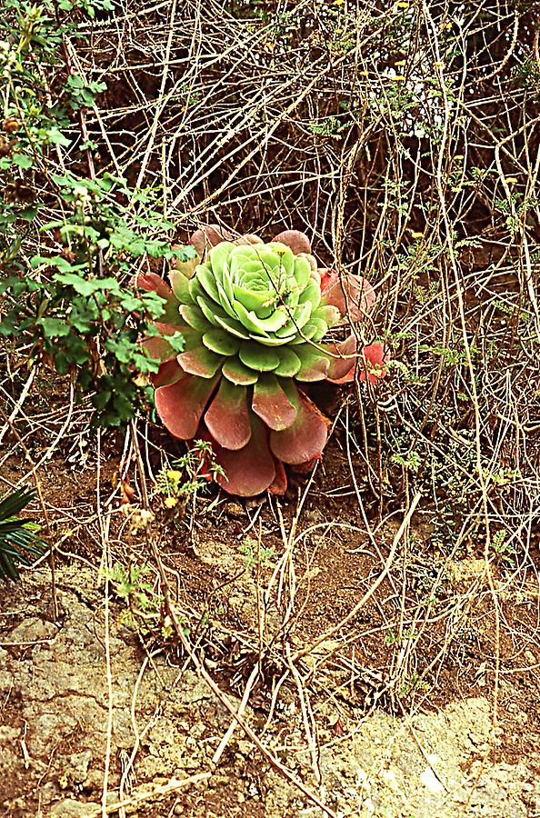 Aenonium in La Guancha