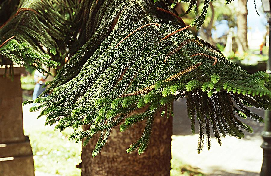 Araucaria heterophylla