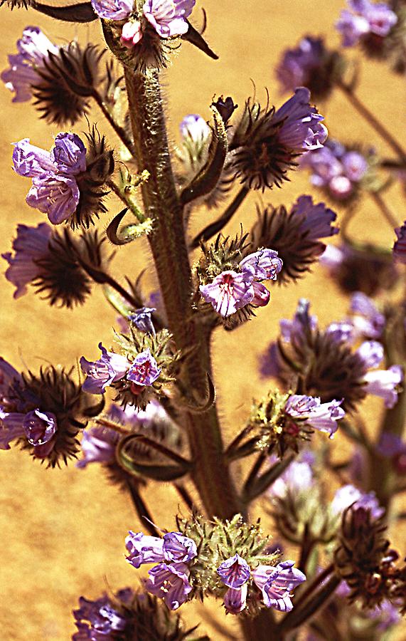 Close-up of Echium auberianum