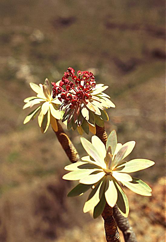 Euphorbia