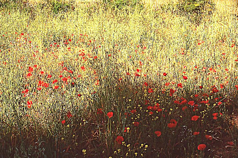 Poppies