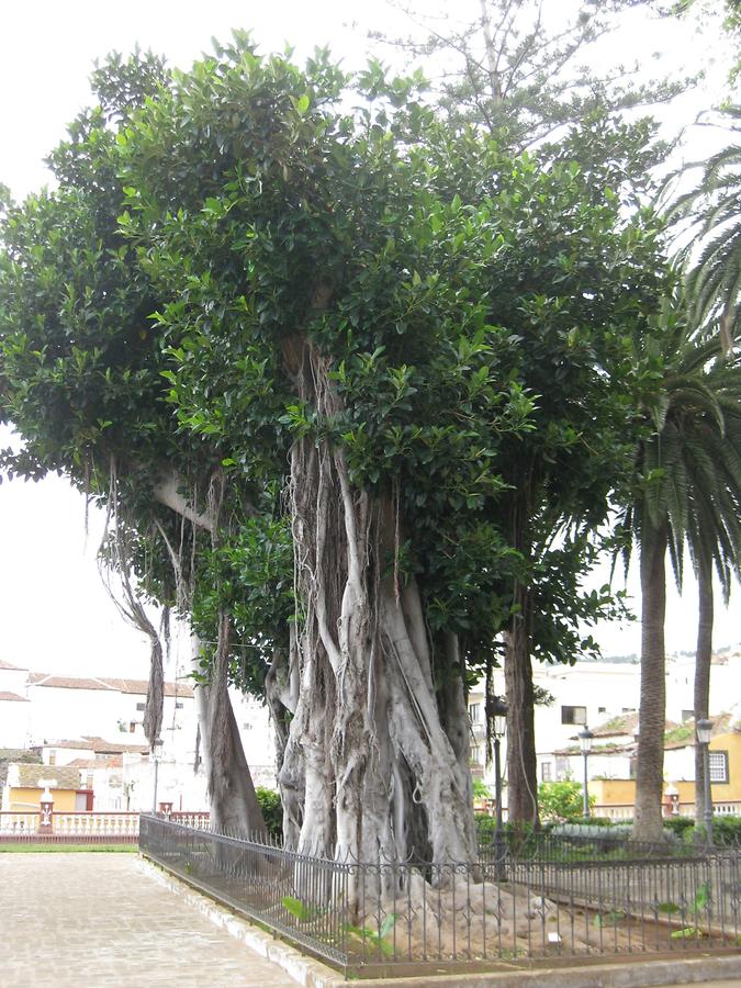 Icod de los Vinos - Plaza de la Iglesia