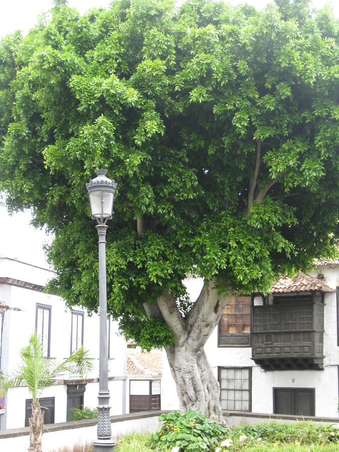 Icod de los Vinos - Plaza de la Iglesia