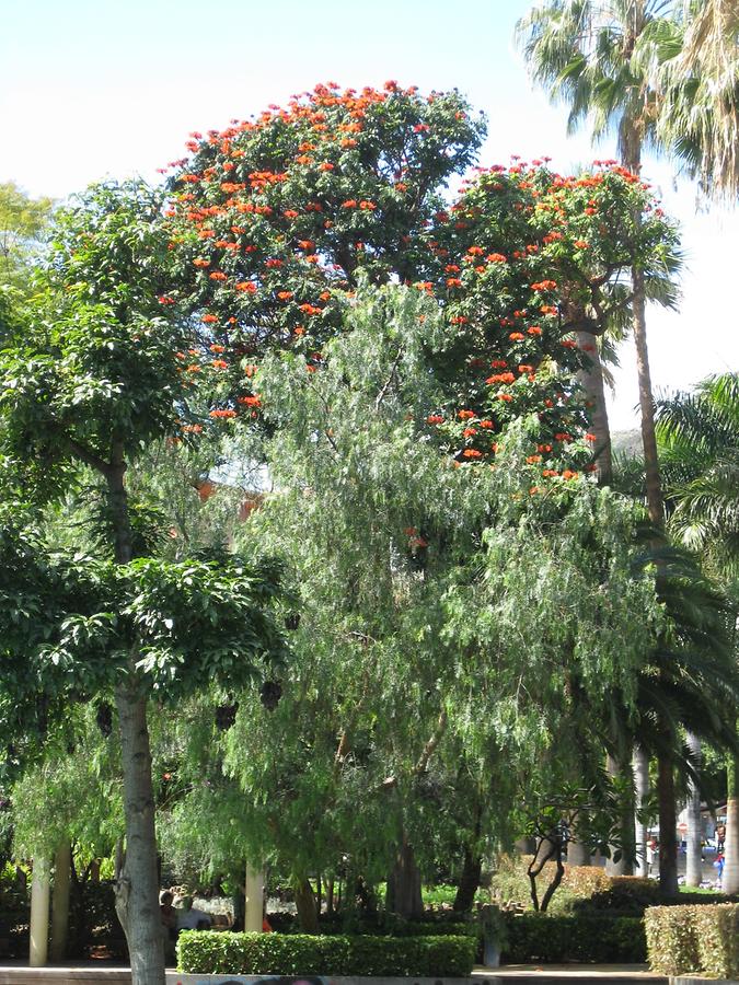 Santa Cruz deTenerife - Parque Garcia Sanabria