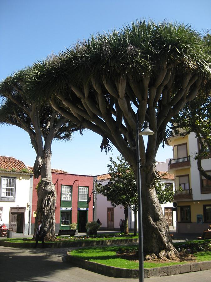 La Laguna - Plaza de la Conception - Drago