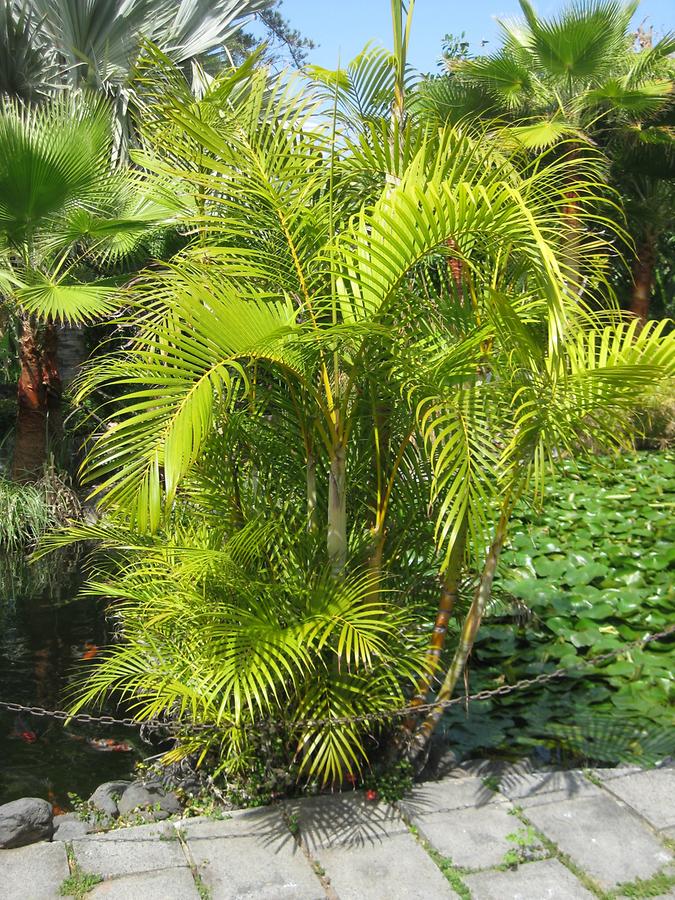 Puerto de la Cruz - Jardin del Sitio Litre Jardin de Orquideas